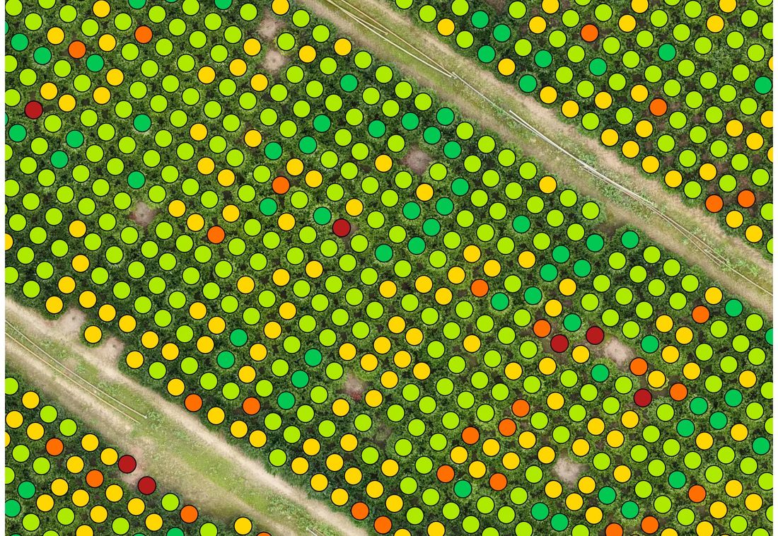 The same rows with every tree coloured by its measured height class
