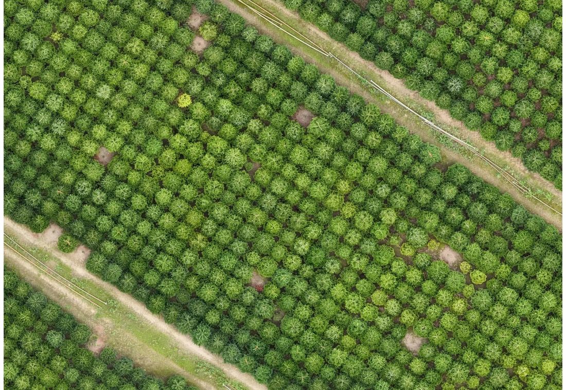 Aerial photograph of Christmas tree rows