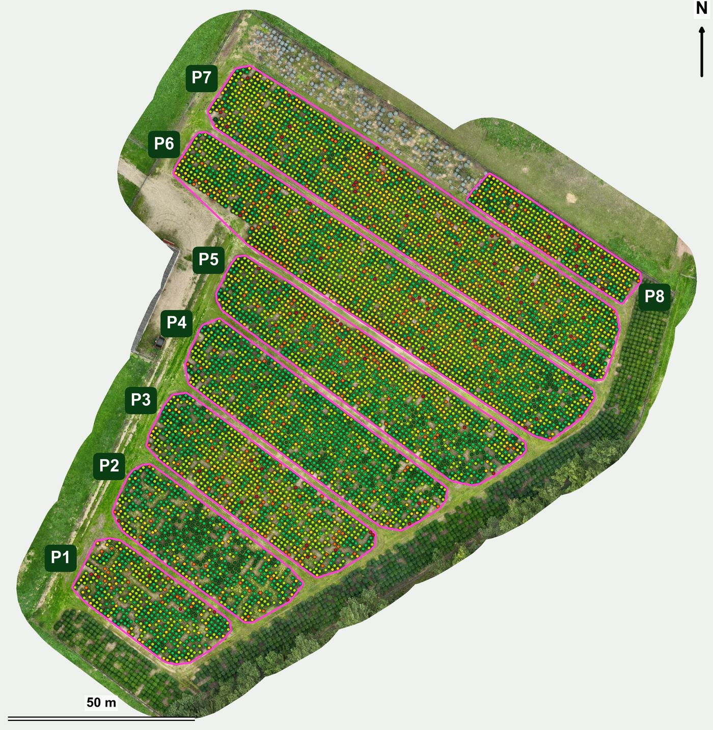 Aerial map of a Christmas tree plantation, every tree marked as a coloured circle by height class